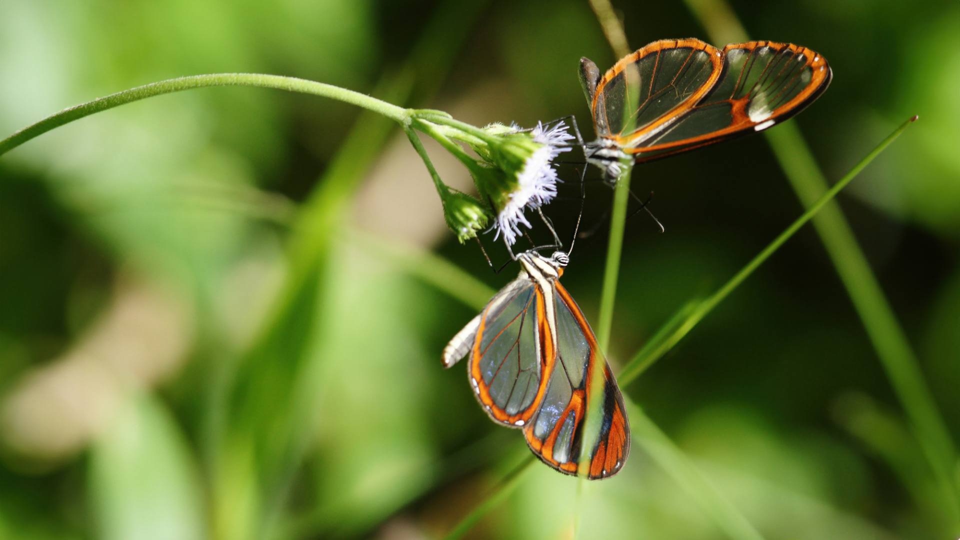 Glasflügler (greta nero)